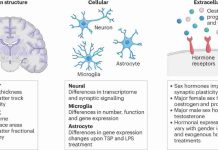 Male and Female Brain Cells Reveal Striking Differences in Gene Activity