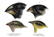 New Bird Species Discovered in Japan and Galapagos Islands Highlight Hidden Biodiversity