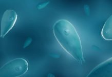 Fire Amoeba Replicates at Record 145 Degrees Fahrenheit
